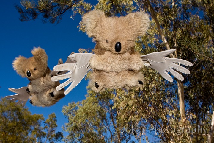 Larapinta_20080530_042 copy.jpg - Drop Bears, Olive Pink Gardens, Alice Springs